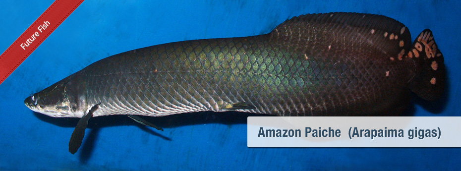 Amazon Paiche (Arapaima gigas)